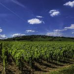 L’histoire et l’évolution du vin