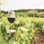L’impact du changement climatique sur la vinification