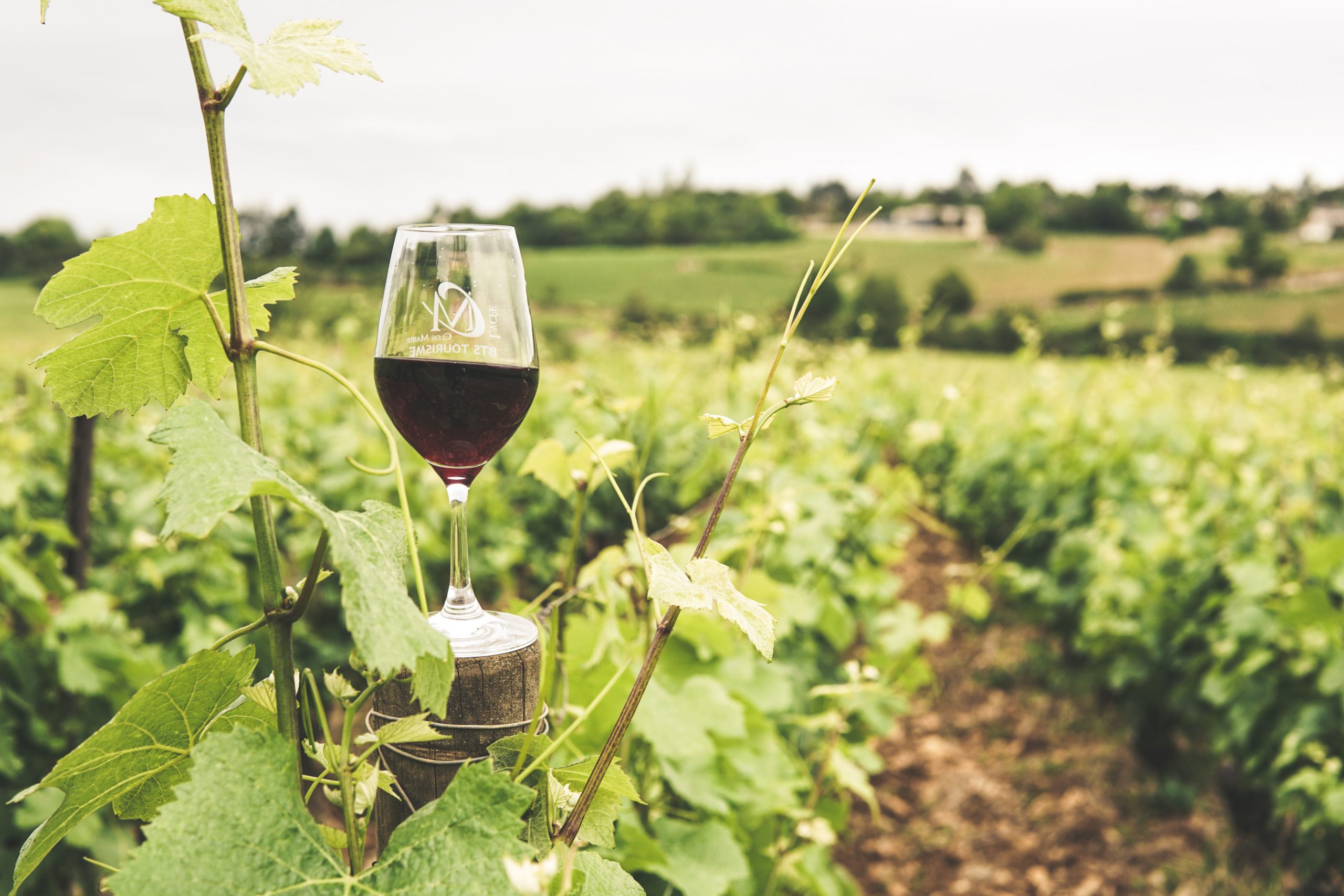 L'impact du changement climatique sur la vinification