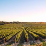 De la lune aux préparations naturelles : comprendre la viticulture biodynamique