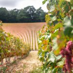 Découvrez l’histoire intrigante de l’origine mystérieuse du vin rosé