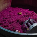 La vinification du rosé : plongez dans les secrets de sa fabrication !
