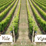 Quelle est la différence entre Vinicole et viticole