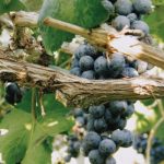 L’impact du terroir sur l’accord mets et vins : Une exploration régionale